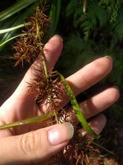 Rhynchospora sclerioides