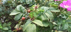 Rosa rugosa