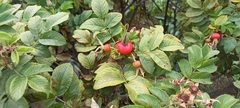 Rosa rugosa