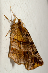 Selenia alciphearia