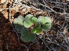 Oxalis melanosticta melanosticta
