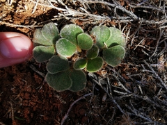 Oxalis melanosticta melanosticta