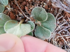 Oxalis melanosticta melanosticta