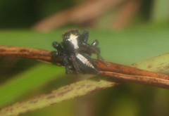 Orientattus hongkong