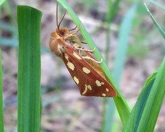 Arctia aulica