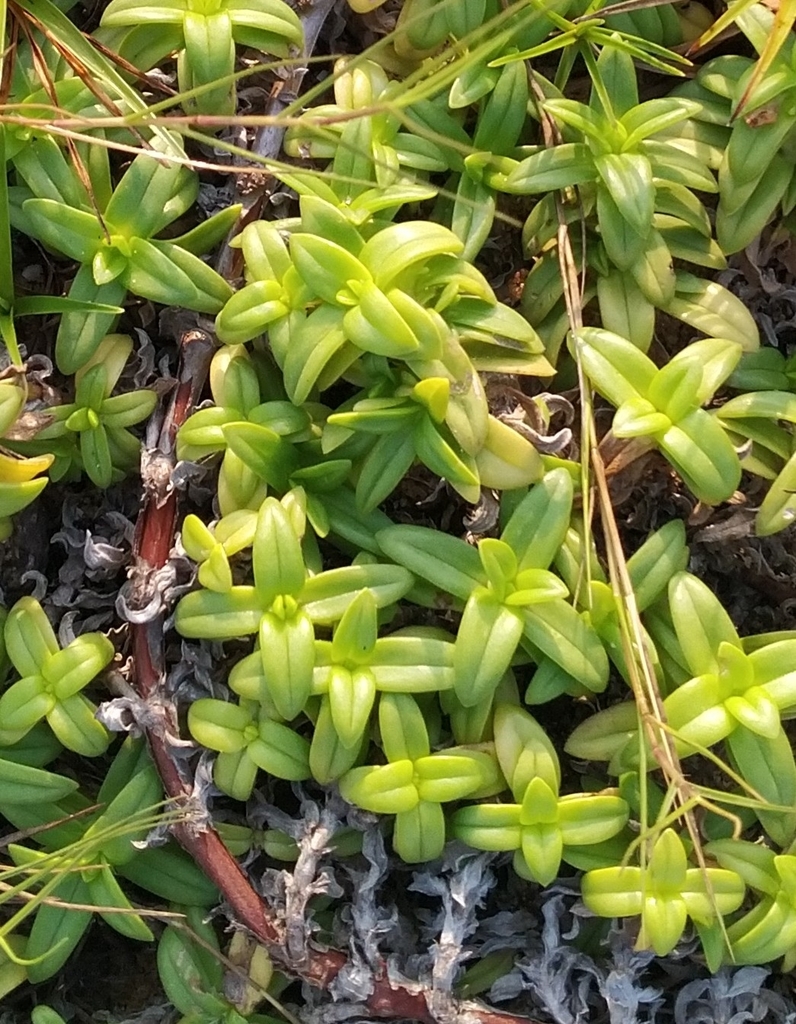Hexasepalum vaginale