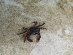 Geothelphusa miyazakii