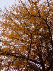 Ginkgo biloba