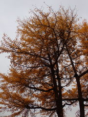 Ginkgo biloba