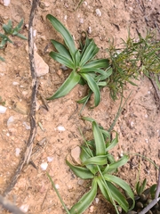 Chlorophytum crispum