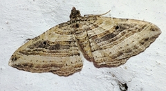 Costaconvexa polygrammata