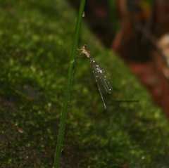 Ceylonosticta brincki