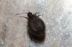 Acalypta parvula