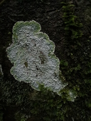 Rhizocarpales