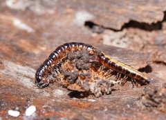 Isocladosoma maculatum