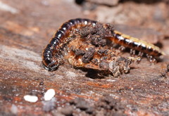 Isocladosoma maculatum