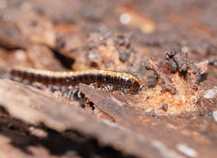 Isocladosoma maculatum