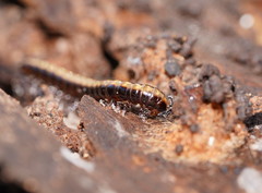 Isocladosoma maculatum