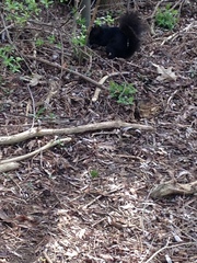 Sciurus carolinensis