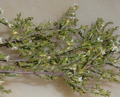 Lachnaea axillaris