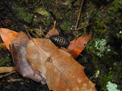 Cypherotylus californicus