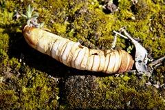 Abantiades atripalpis