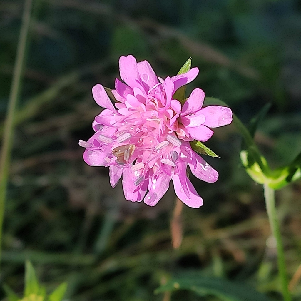 Knautia salvadoris