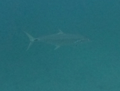 Scomberomorus commerson