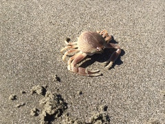 Persephona aquilonaris