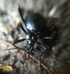 Scaphinotus cristatus