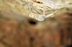 Ptyodactylus guttatus