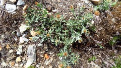 Centaurea pectinata