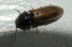 Hemicrepidius pallidipennis