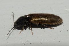 Hemicrepidius pallidipennis