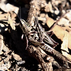 Monistria discrepans