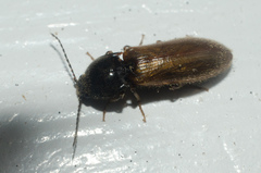 Hemicrepidius pallidipennis