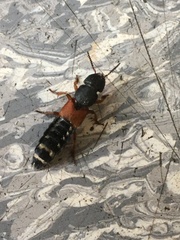 Platydracus stercorarius