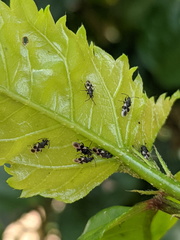 Oxycarenus luctuosus