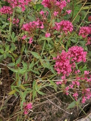 Centranthus ruber