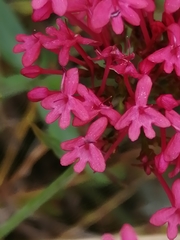 Centranthus ruber