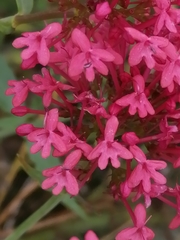 Centranthus ruber