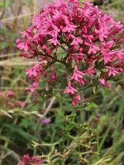Centranthus ruber