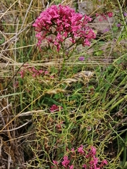 Centranthus ruber