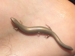 Ablepharus rueppellii