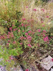 Centranthus ruber