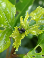 Oxycarenus luctuosus