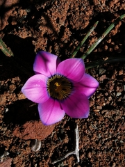 Romulea atrandra
