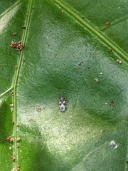 Oxycarenus luctuosus