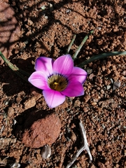 Romulea atrandra