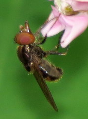 Rhingia nasica image